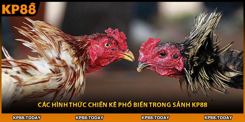 Các hình thức chiến kê phổ biến trong sảnh KP88