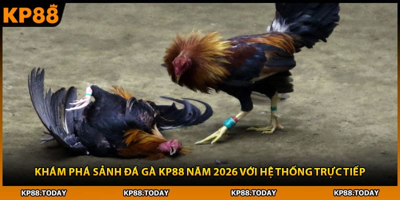 Khám phá sảnh đá gà KP88 năm 2026 với hệ thống trực tiếp