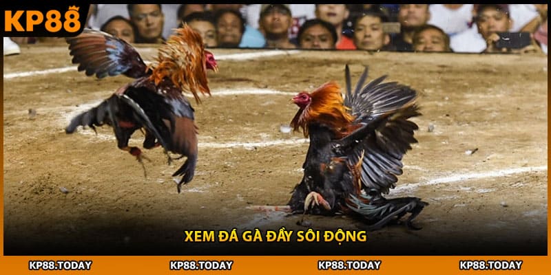 Xem đá gà đầy sôi động Xem đá gà đầy sôi động